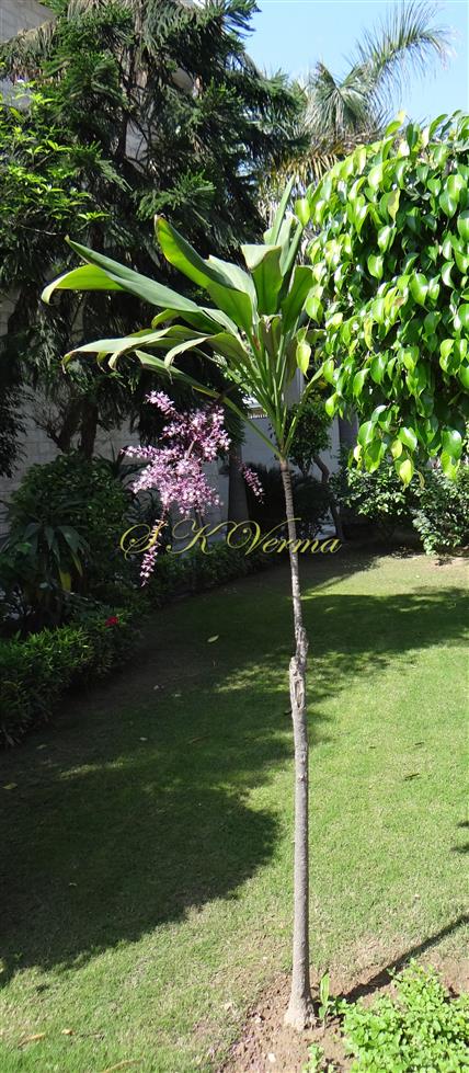  Plant bearing inflorescence